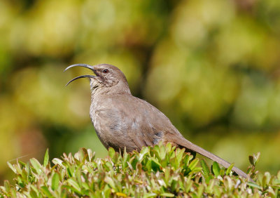 California Thrasher, singing male