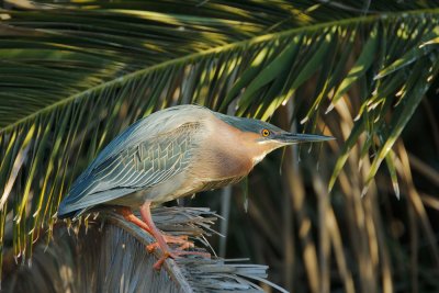 Green Heron