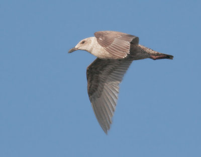 Gull Query -- Thayer's?