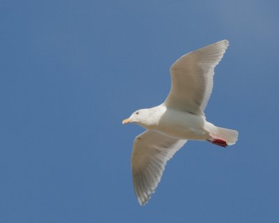 Glaucous-winged Gull, adult