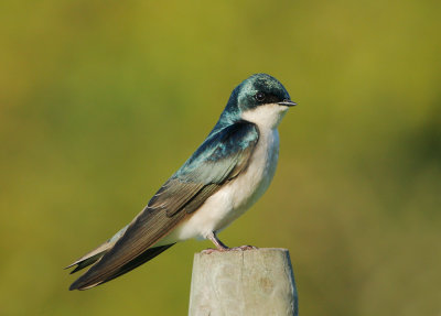 Tree Swallow