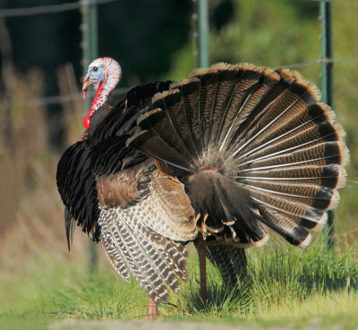 Wild Turkey, male displaying