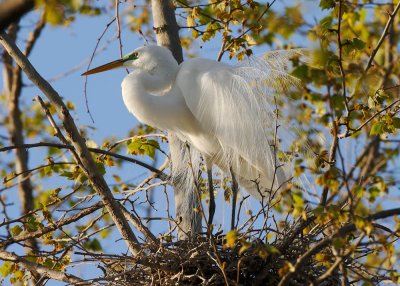 Great Egret, displaying on nest
