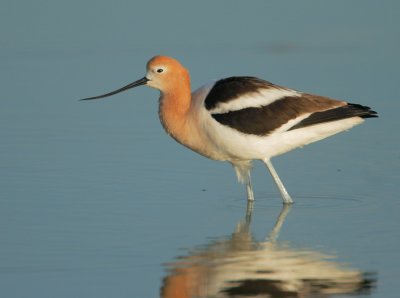 American Avocet, male