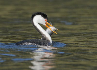 Clark's Grebe, with fish