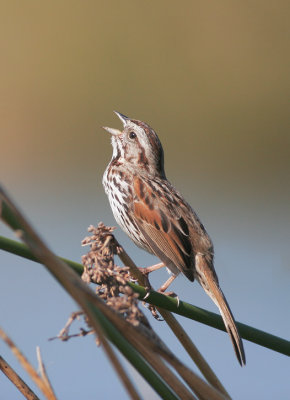 Song Sparrow, male singing