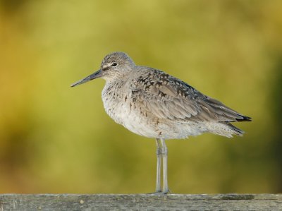 Willet, molting