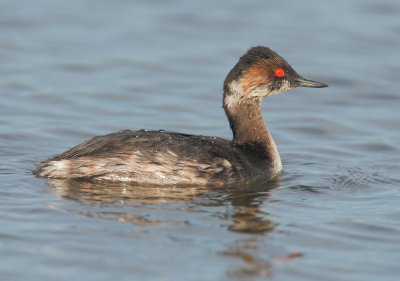 Eared Grebe, molting