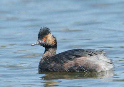 Eared Grebe, molting