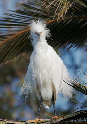 Snowy Egret