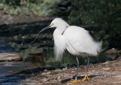 Snowy Egret, with nest material