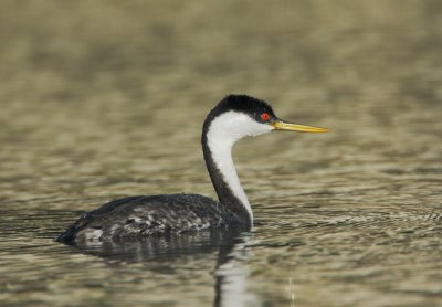 Western Grebe, breeding plumage, female