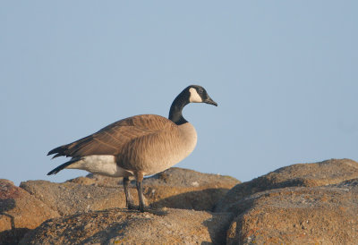 Canada Geese