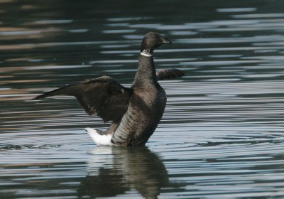 Brant, black