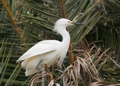 Snowy Egret, with nest material