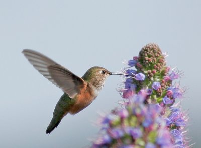 Rufous or Allen's Hummingbird, female