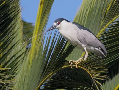 Black-crowned Night-Heron, with nesting material