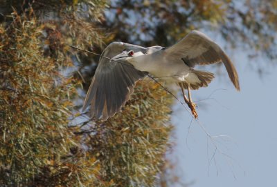 Black-crowned Night-Heron, carrying nesting material