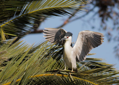 Black-crowned Night-Heron, carrying nest material