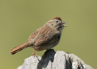 Rufous-crowned Sparrows