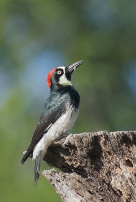 Acorn Woodpecker, male with insect