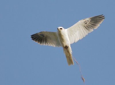 White-tailed Kite, carrying nesting material