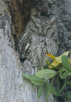 Western Screech-Owl