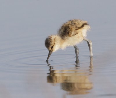 American Avocet, chick just hatched