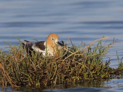 American Avocet, on nest