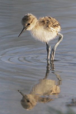 American Avocet, chick just hatched