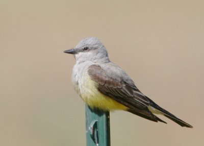 Western Kingbird