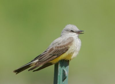 Western Kingbird