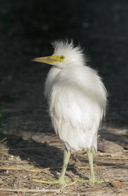 Snowy Egret, chick out of nest