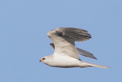 White-tailed Kite, flying