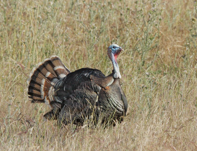 Wild Turkey, male displaying