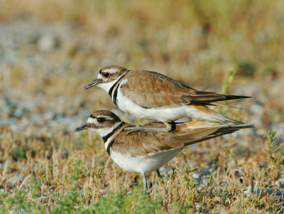 Killdeer Pair, copulating