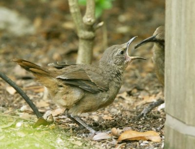 California Thrasher, chick being fed
