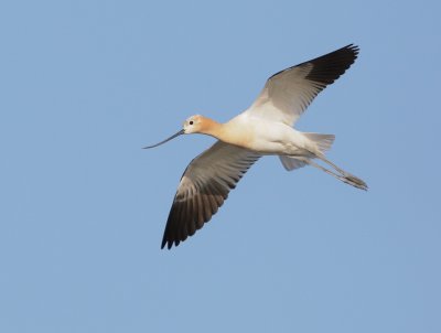 American Avocet, flying