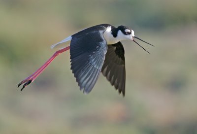 Black-necked Stilt, flying