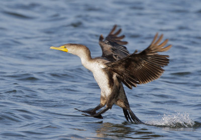 Double-crested Cormorant, first year