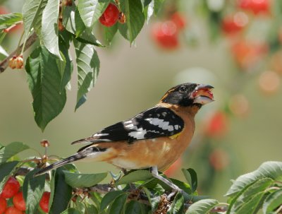 Black-headed Grosbeak, male