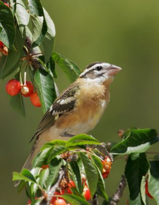 Black-headed Grosbeak, immature male