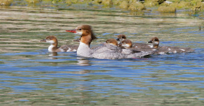 Common Mergansers, female with chicks