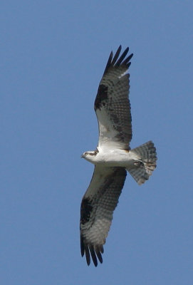 Osprey