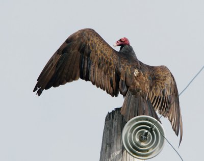 Turkey Vulture