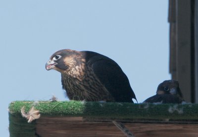 Peregrine Falcon, nestling