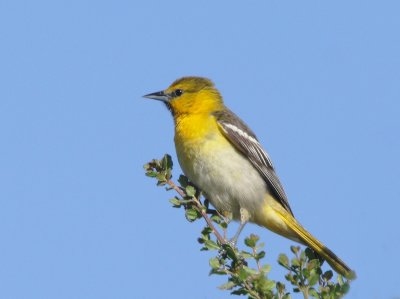 Bullock's Oriole, first year male