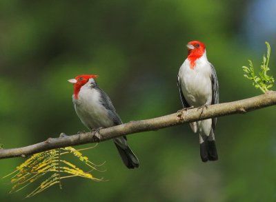 Red-crested Cardinals