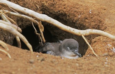 Wedge-tailed Shearwater, in nest burrow