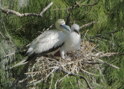 Red-footed Boobies, adult and nestling